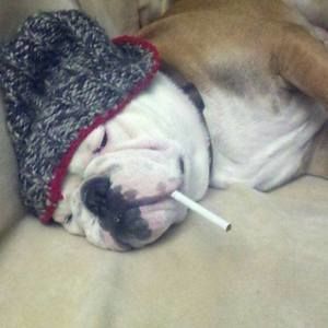 Meet your Posher, Frank